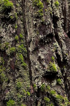 Mammutbaum Rinde Sequoia Sempervirens