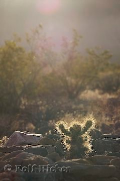 Opuntia Bigelovii Death Valley