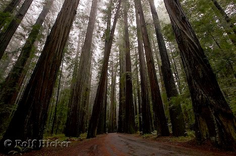 Redwood Baeume
