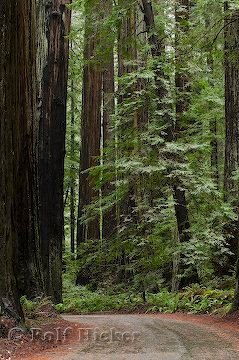 Redwood Nationalpark Strasse Bäume