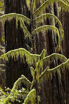 Redwood Giants California
