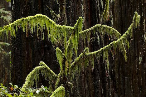 Wald Redwood Bäume Moos Kalifornien Reise