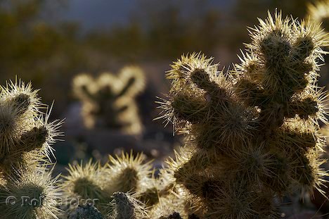 Wuestenpflanze Teddybaer Kaktus Death Valley