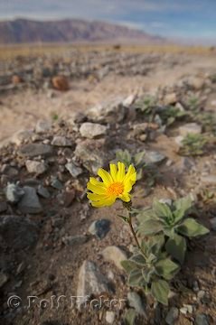 Wuestenpflanzen Desert Sunflower