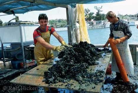 Lagune Von Varano Fischer Muscheln