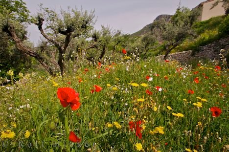 Blumenwiese Mit Bäumen Provence Europa