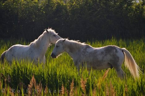 Camargue Pferde