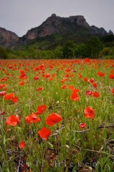 Feld Mit Rotem Klatschmohn Provence Frankreich