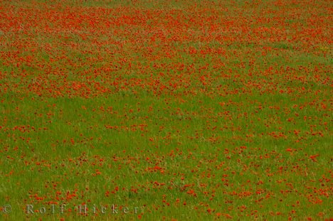 Farbenfrohes Mohnblumen Feld In Riez Provence Frankreich