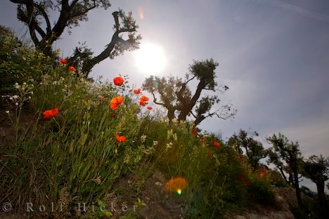 Olivenbäume Mohn Sonne Provence Urlaub