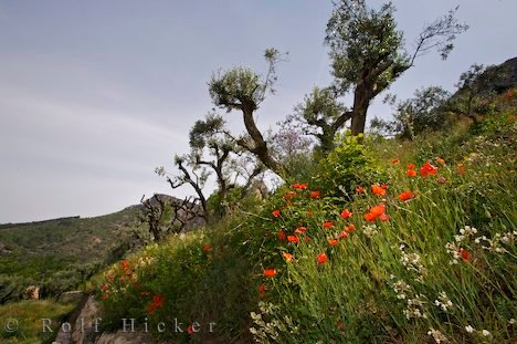Olivenbäume Wildblumen Provence Frankreich