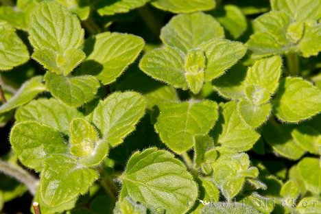 Origanum Vulgare