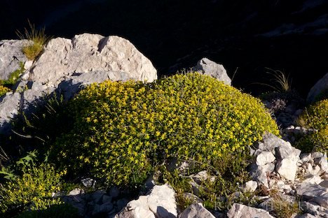 Pflanze Felsen Gorges Verdon