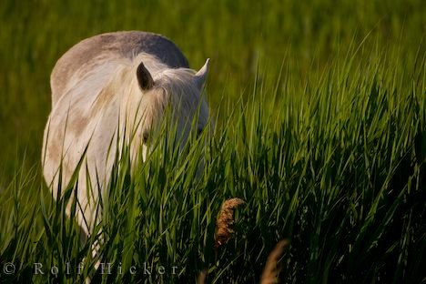 Reiten Camargue