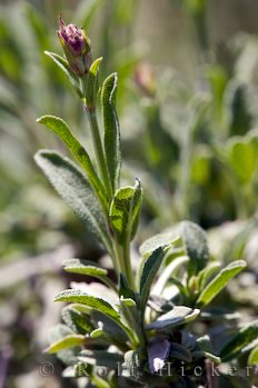 Salvia Sclarea