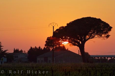 Schirmpinie Bei Aigues Mortes Im Sonnenuntergang Frankreich