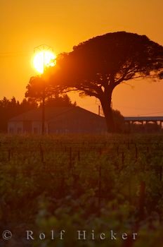 Schirmpinie Beim Sonnenuntergang Aigues Mortes Frankreich