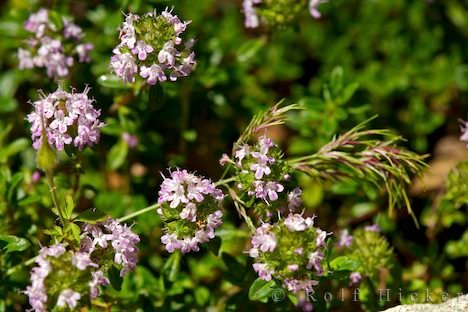 Thymian Kraeutergarten