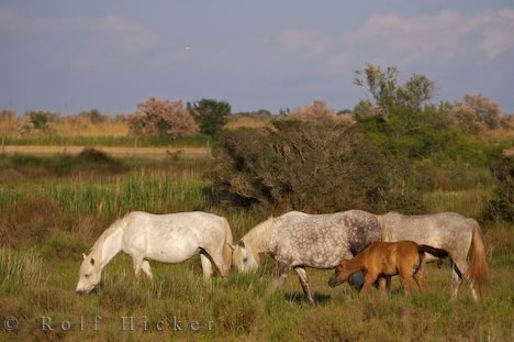 Urlaub Provence Pferde