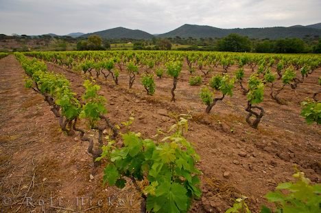 Weinstoecke In Der Provence Pflanzen