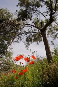 Wildblumen Klatschmohn Olivenbaeume Provence