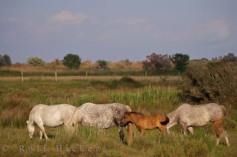 Pferde Mit Fohlen Camargue