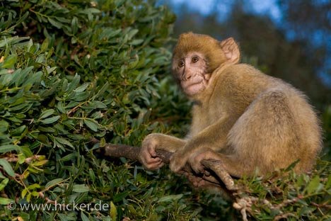 Berberaffe In Baum Gibraltar