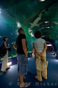 Glastunnel Oceanographic Touristen