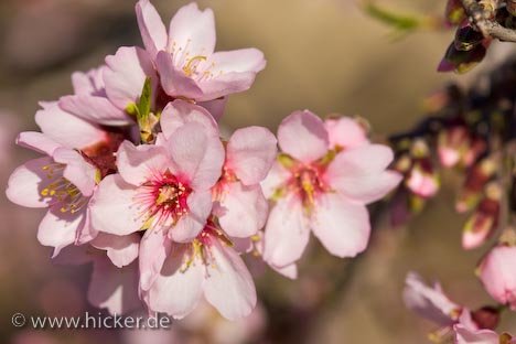 Mandelbaum Zarte Blüten Spanien