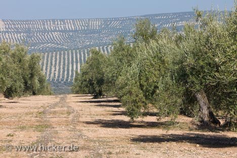 Olivenbaum Reihen Olivenanbau Provinz Jaen Andalusien Spanien