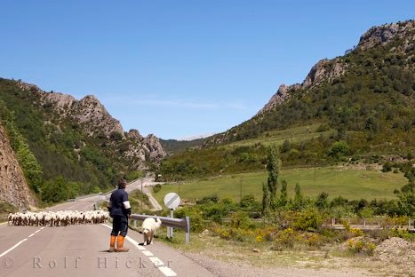 Schafherde Im Valle De Anso