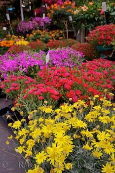 Blumenmarkt In Nizza