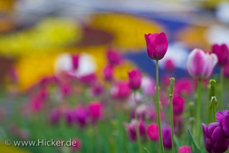 Blumenuhr Fruehling Tulpen Niagara Parkway Kanada