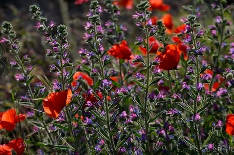 Borretsch Und Roter Mohn