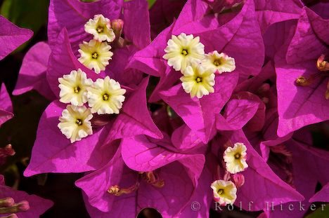 Bougainvillea Glabra Urlaubsbild