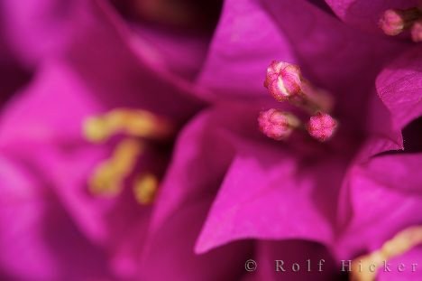 Bougainvillea Grabra Bluete Wunderblumengewaechse