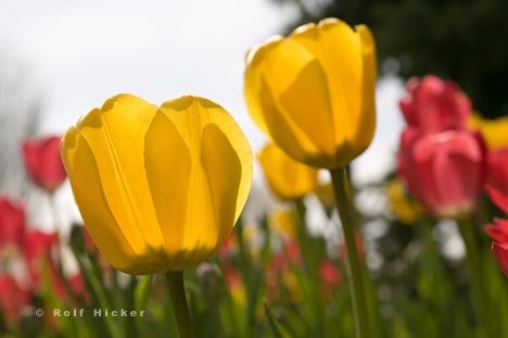 Gelbe Tulpen