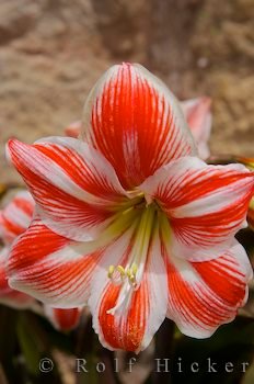 Amaryllis Bluete