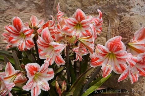 Amaryllis Blumenbilder