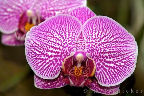 Orchideen Blüten Vielfalt Farbenpracht