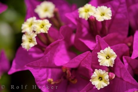 Pflanze Bougainvillea Glabra