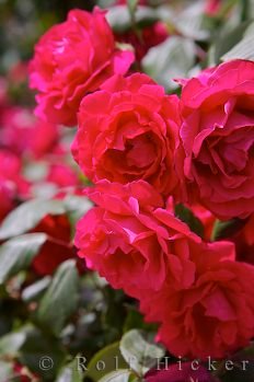 Rote Rosen Valentinstag Bild