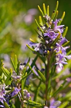 Rosmarinus Officinalis