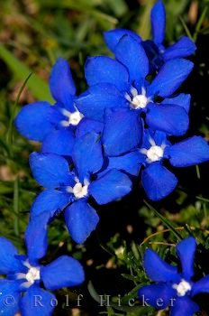 Rundblaettriger Enzian Blaue Blume Pyrenäen Spanien
