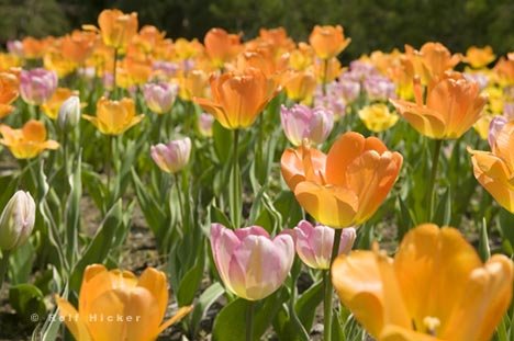 Tulpenbilder