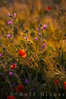 Wildblumen Feld Spanien