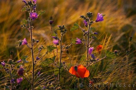 Wildblumen Urlaub Spanien