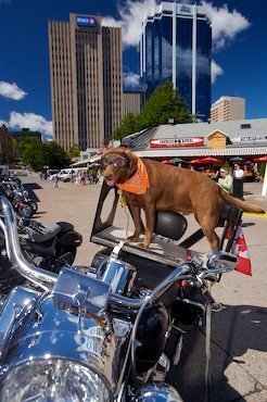 Cooler Hund Harley Davidson Halifax