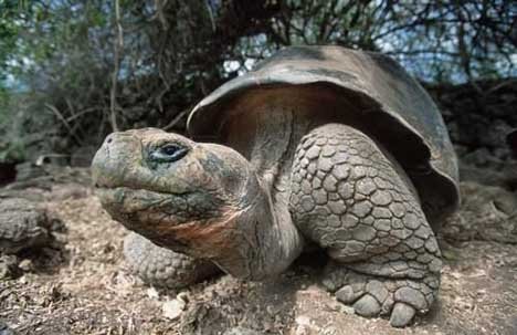 Galapagos Schildkroete