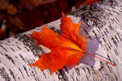 Blatt Herbst Rock Lake Algonquin Provincial Park Ontario